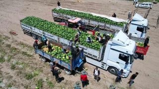 Adana'da karpuz fiyatları 7 liraya düştü