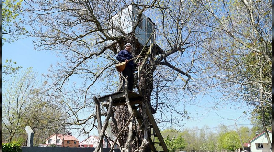 Ağaçların üzerinde yaşıyor