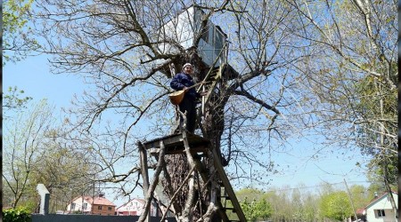 Ağaçların üzerinde yaşıyor