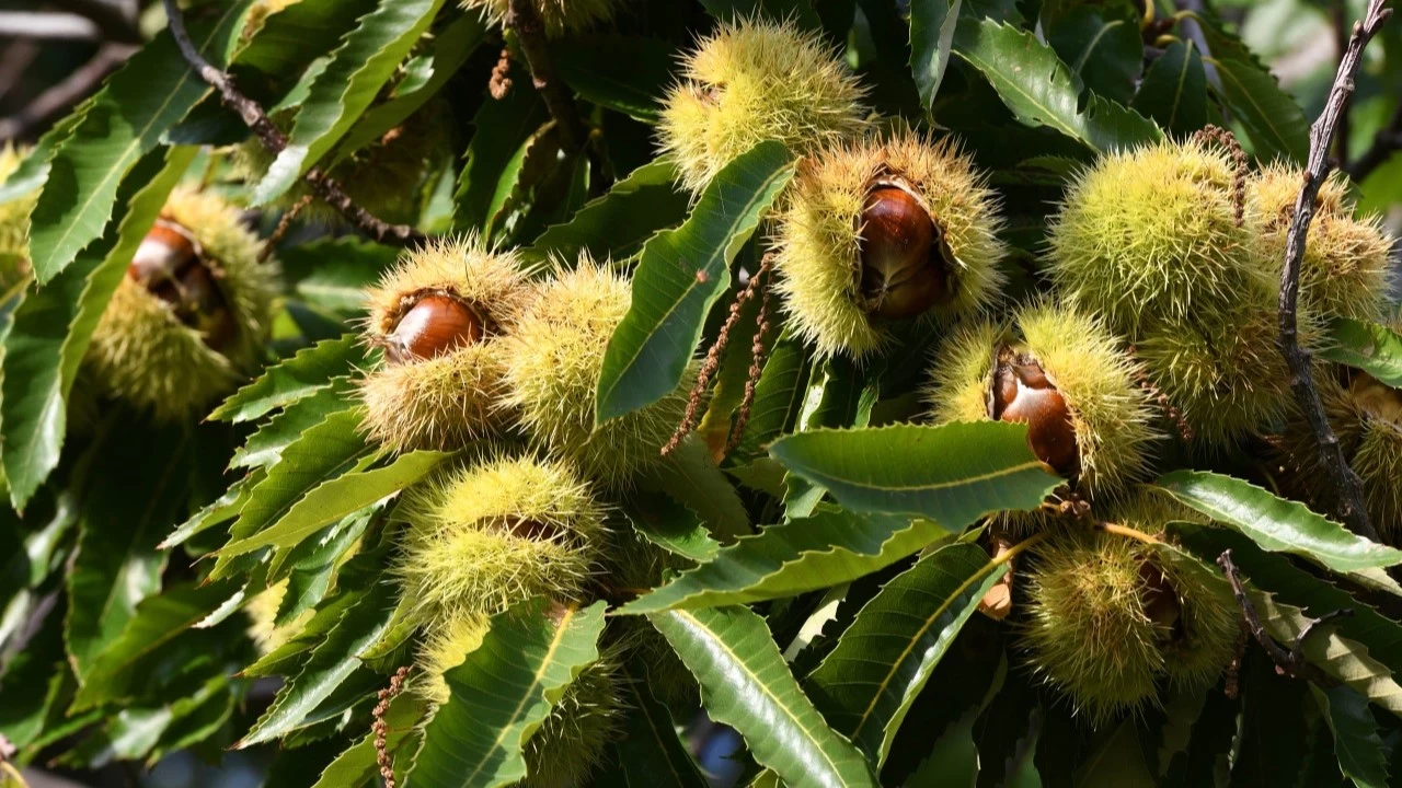 Anadolu Kestanesi: Do�an�n bereketli hazinesi