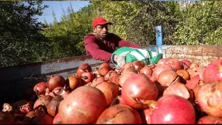 Antalya nar üretiminde de lider