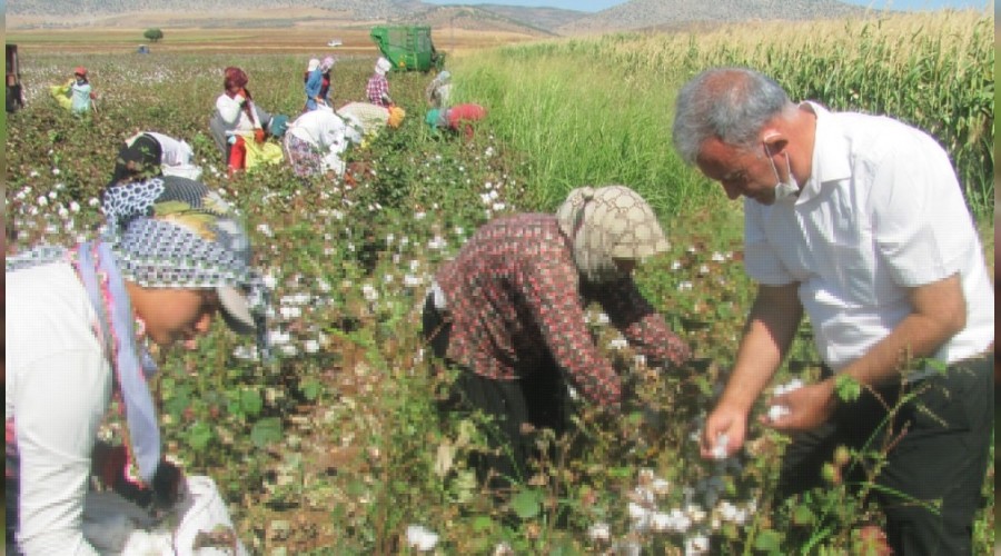 Araban'da beyaz altının hasadı başladı