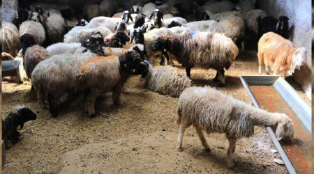 Araclar koyunlar ahrda tutup fiyat ykseltiyor