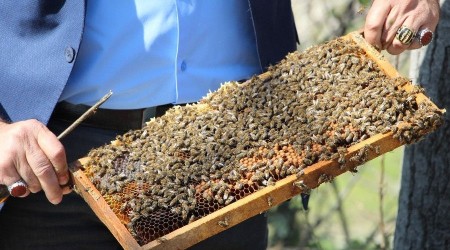 Arılar çiçekle buluştu, yetiştiriciyi ilaçlama korkusu sardı