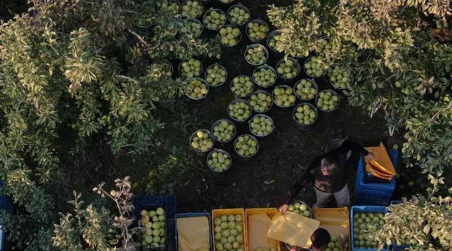 Armut bahçelerinde hasat bereketi