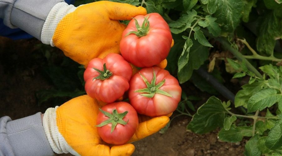 Ata tohumlar�ndan hasat ba�lad�