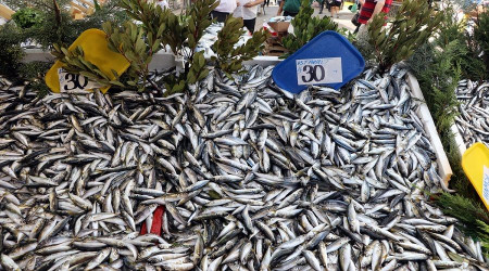 Av yasann kalkmasyla istavrit ve sardalya bolluu yaanyor