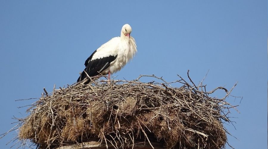 Bahar�n habercisi yuvas�na d�nd�