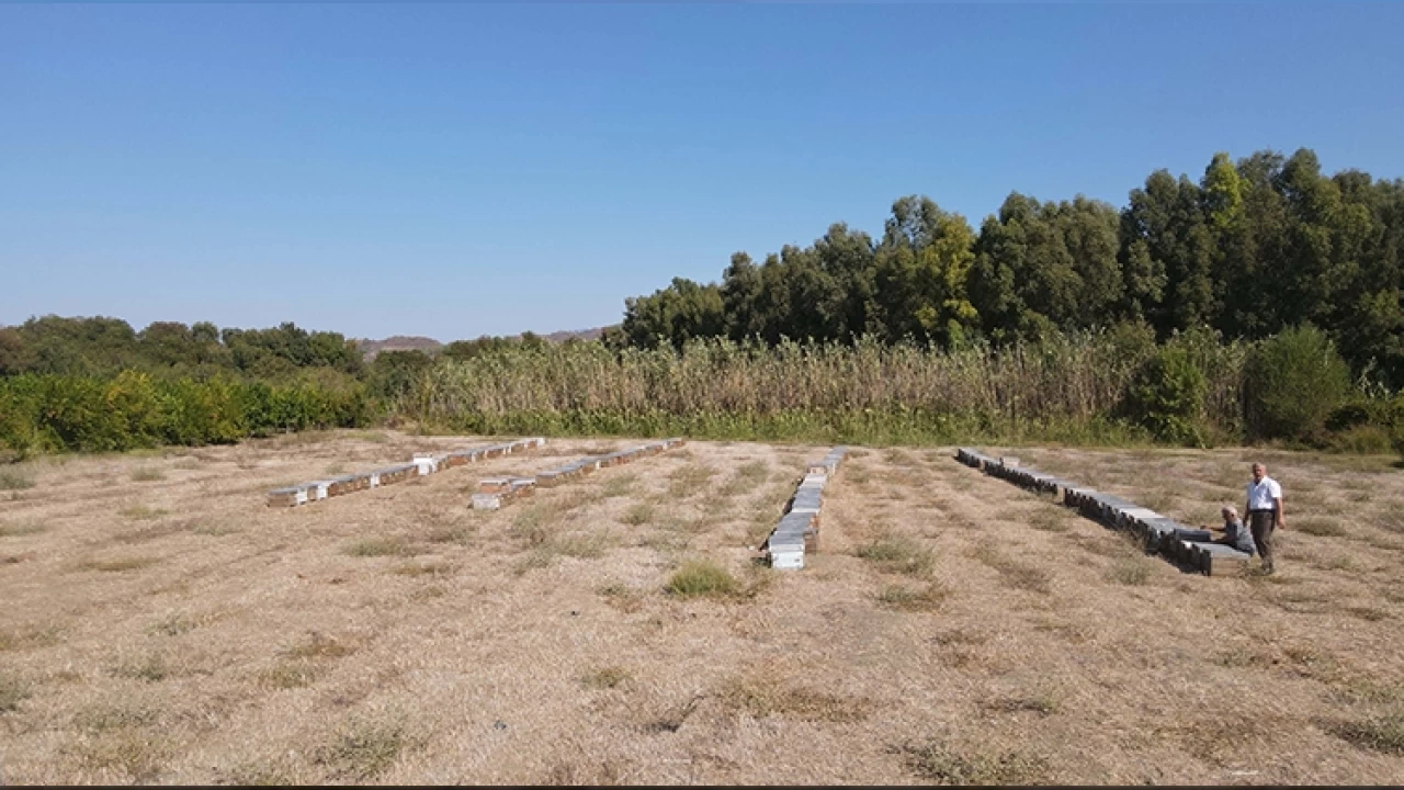 Bal �retimi toparlan�yor