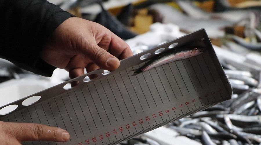 Bal�k tezgahlar�nda hamsi boylar�na denetim