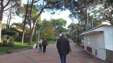 Balıkesir Ören Sahili'nde kuruyan ağaçlar tedirgin etti