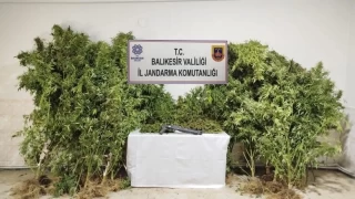 Bandırma'da kamu arazisine kenevir ekmişler!