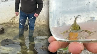 Bartın'da süs havuzunda Kafkas şeritli semender bulundu