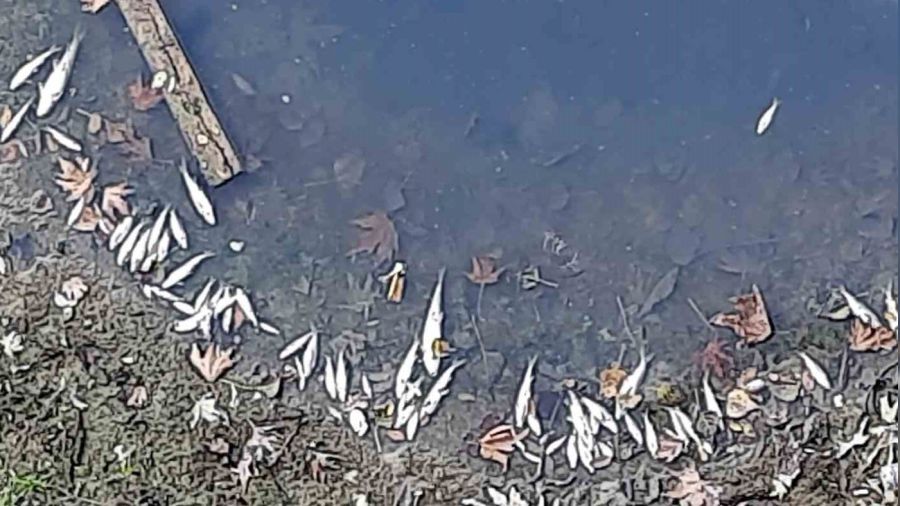 Bart�n'daki bal�k �l�mlerinin nedeni belli oldu