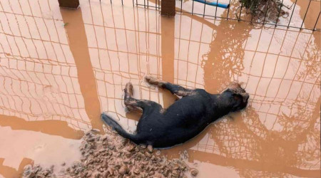 Bartın'daki sel taşkınında özel bir barınaktaki 56 köpek telef oldu