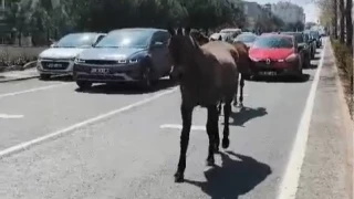 Ba��bo� atlar �ehirde yollar� mesken tuttu
