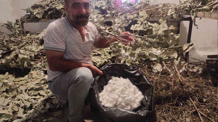Batman'da koza hasadı başladı