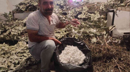 Batman'da koza hasadı başladı