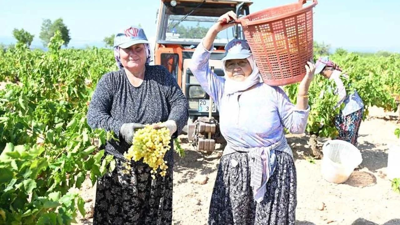 Bekilli'nin tarımsal kalbi üzüm ve kekikle atıyor