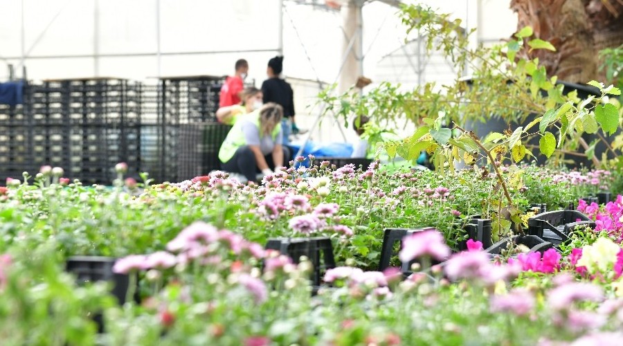 Belediye kendi �i�e�ini �retiyor