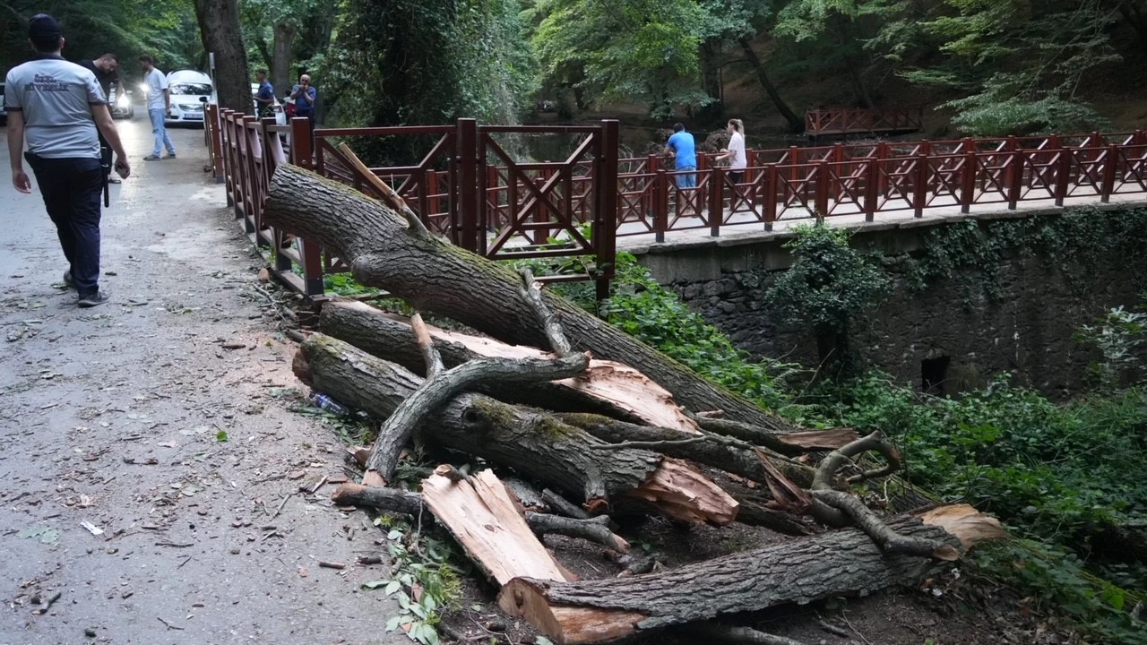 Belgrad Orman�'nda a�a� ara�lar�n �zerine devrildi