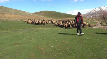 Besicileri yüksek maliyetli çoban telaşı sardı
