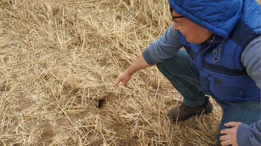 Bey�ehir'de tarlalarda fare pop�lasyonu art�� g�sterdi