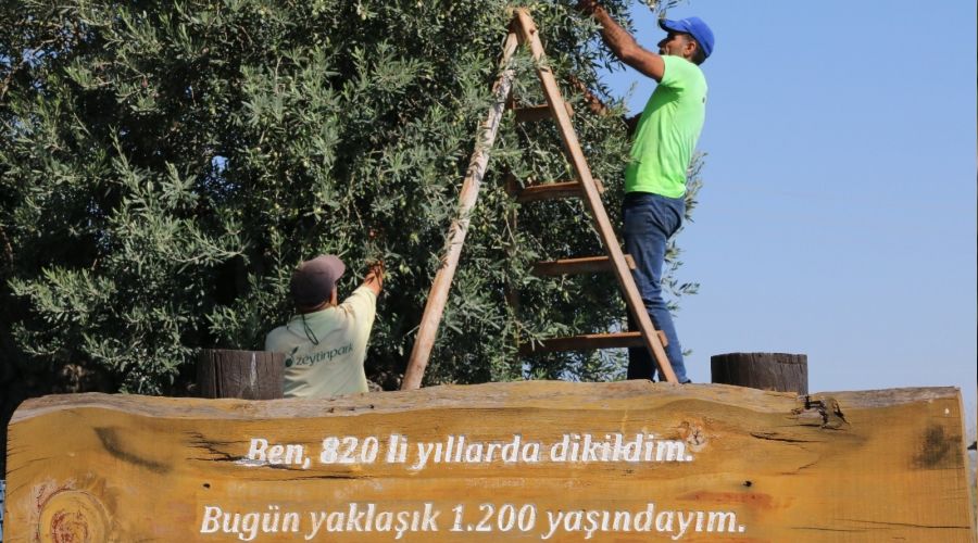 Bin 200 ya��ndaki a�a�tan kasa kasa zeytin