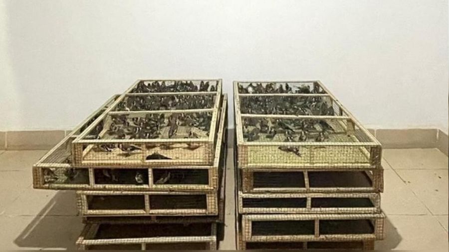 Bin adet saka kuşu bulunduran şahsa 1 milyon 200 bin lira ceza