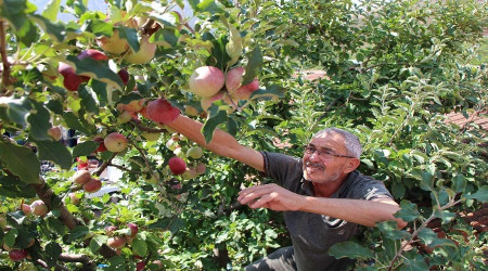 Bir ağaçta 6 çeşit elma yetiştirdi