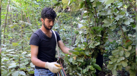 Bitlis'in fındığı Giresun fındığından daha değerli