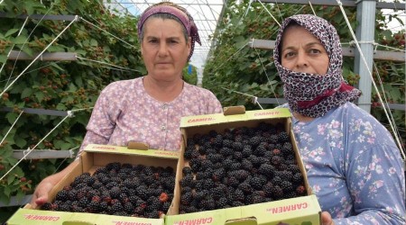 Bodrum'dan dünyaya ahududu ve böğürtlen ihracatı