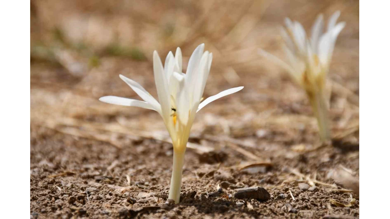 Bu �i�ekler a��nca yaylay� terk ediyorlar