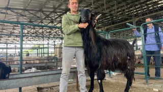 Bu kei danalara rakip oldu