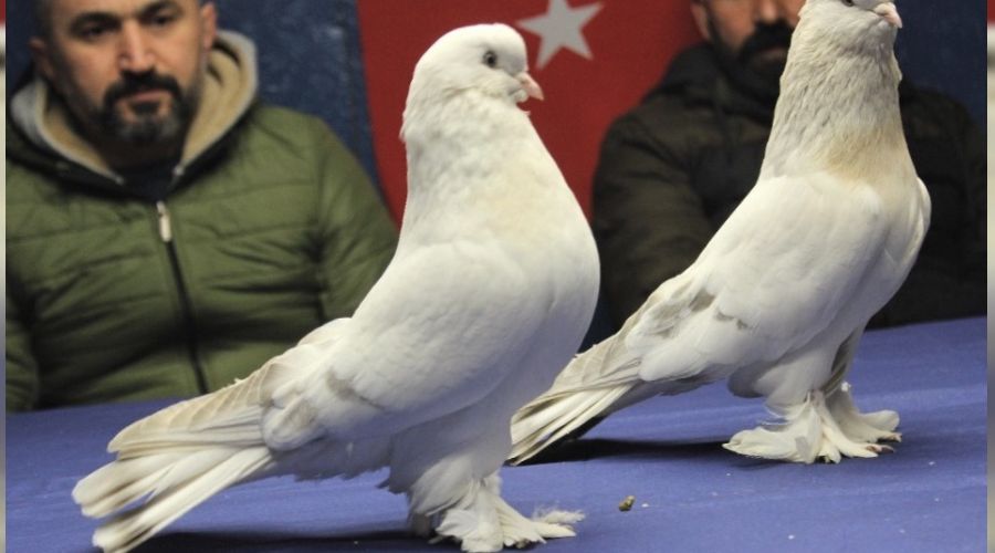 Bu kuşların güzelliği 100 bin lira ediyor