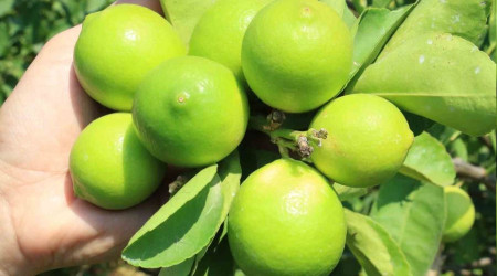 Bu limon 'yeşil limon' fiyatı: 40 TL, diğerleri 3 TL