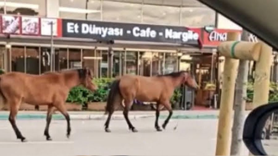 Bursa'da babo atlar yollarda cirit atyor