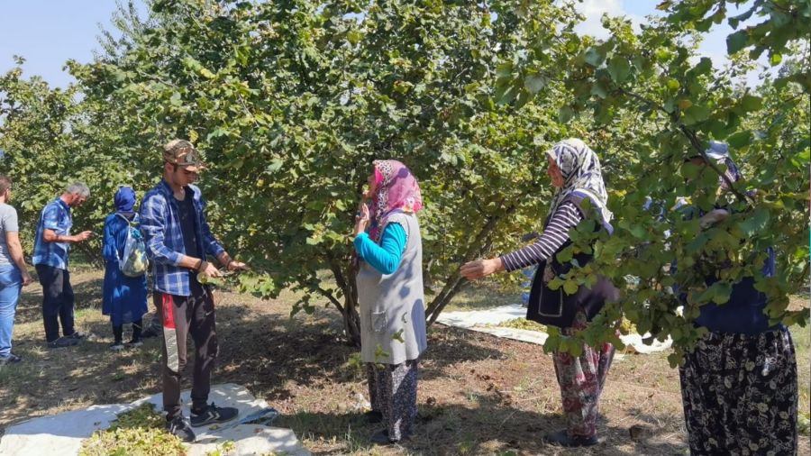 Bursa'da f�nd�k hasad� ba�lad�; 66 milyon TL gelir getirecek