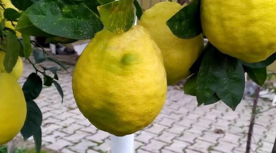 C vitamini deposu Limonun fiyat dt