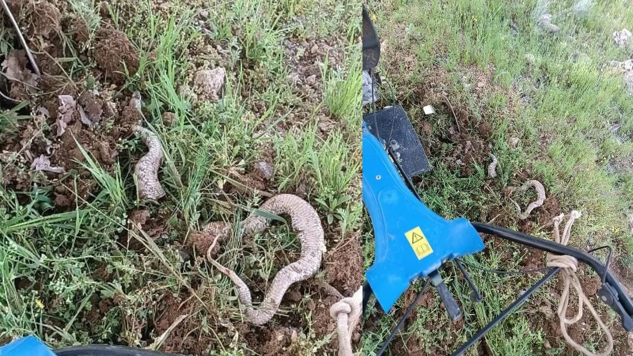 Çapa makinesine takılan 3 metrelik yılan paniğe neden oldu