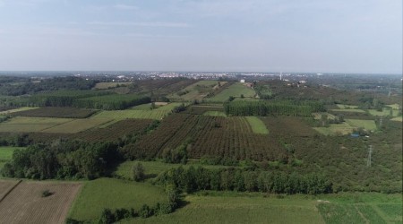 aramba Ovas ormanlayor!