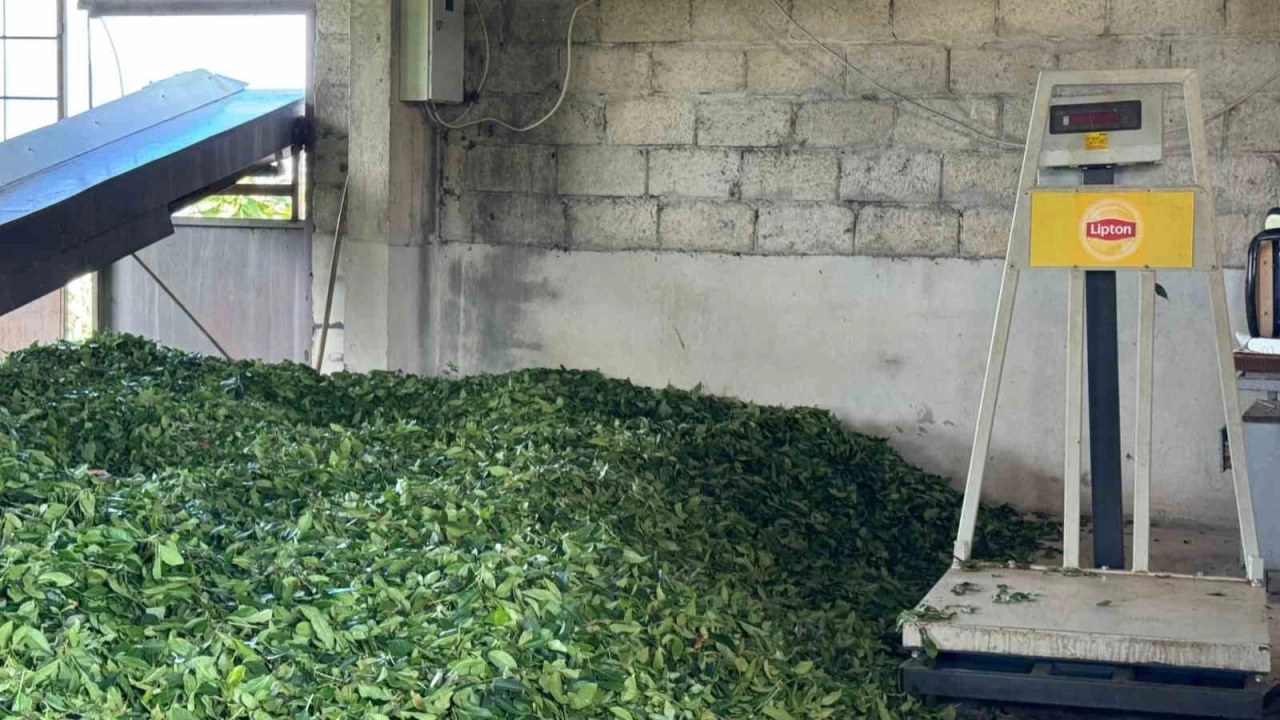 ÇAYKUR'a tepki göstermeyenler Lipton'a tepki gösteriyor