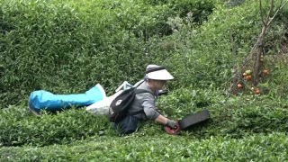 ÇAYKUR'dan randevulu çay alım sistemi