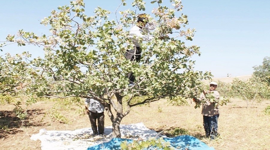 Çermik'te yapılan aşı tuttu