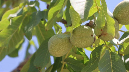 Cevizin rekoltesinde kayıp yok