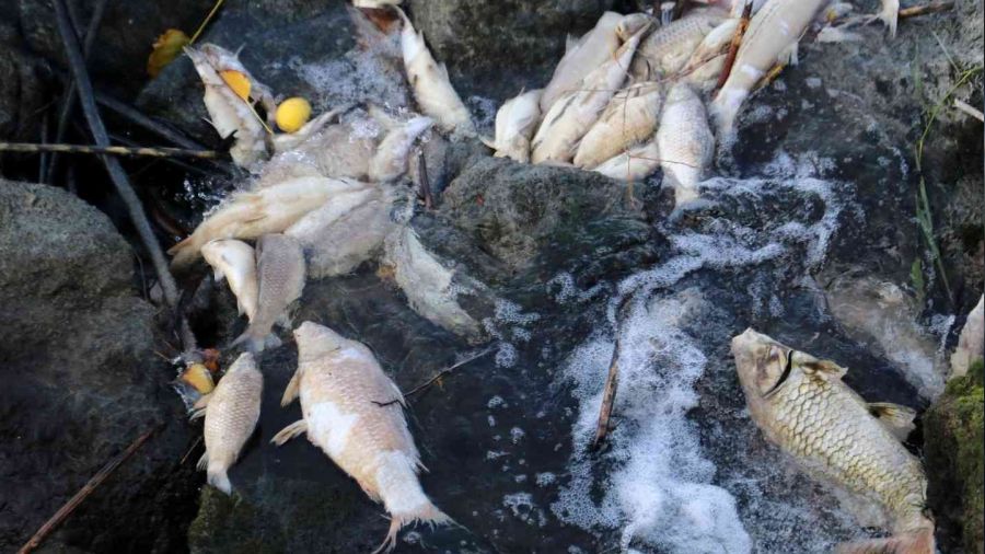 Ceyhan Nehri'nde balık ölümleri: Binlerce balığın ölüm nedeni araştırılıyor