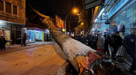 Çınar ağacı dükkanların üzerine devrildi