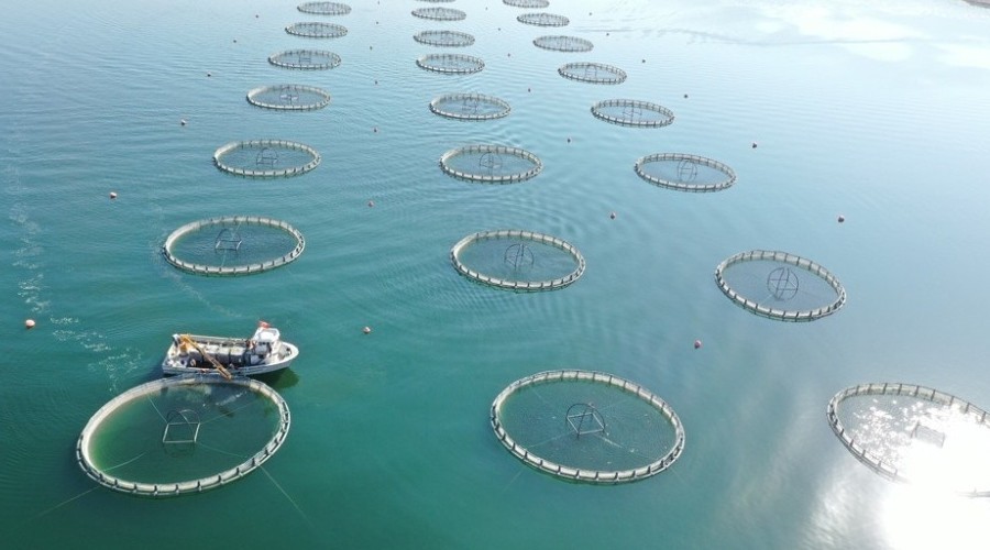 Denizi olmayan Kayseri'den Japonya ve Rusya'ya 'Somon' ihracat�