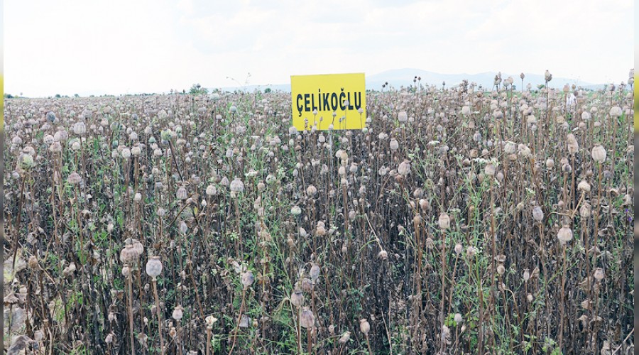 Denizli'de yeni ha�ha� �e�itleri deneniyor