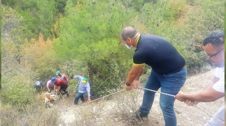 Dereye düşen tosun 3 saatte kurtarıldı
